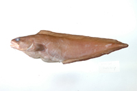 中文種名:多鬚鼬魚