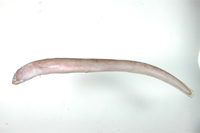 學名:Parabathymyrus brachyrhynchus