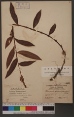 Polygonum barbatum L. 毛蓼