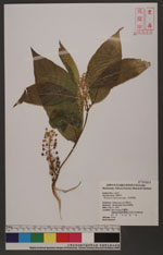 Phytollaca americana L. 美洲商陸
