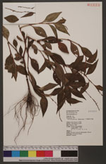 Polygonum pubescens Blume 八字蓼