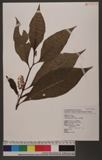 Phytollaca japonica Makino 日本商陸