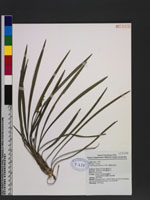 Ophiopogon jaburan (Siebold) Lodd. 高節沿階草