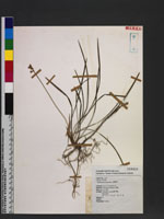 Ophiopogon japonicus (L. f.) Ker-Gawl. 書帶草