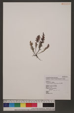 Ctenopteris obliquata (Blume) Tagawa