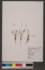 Echinodorus tenellus (Mart. ex Schult. & Schult. f.) Buchenau