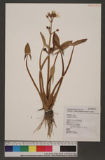 Sagittaria montevidensis Cham. & Schltdl.