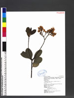Rhaphiolepis indica Lindl. var. umbellata (Thunb. ex Murray) Ohashi 厚葉石斑木