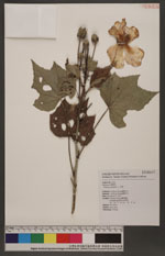 Hibiscus mutabilis L. 芙蓉