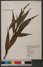 Polygonum glabrum Willd. 紅辣蓼