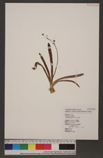 Sagittaria pygmea Miq. 瓜皮草