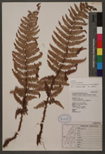 Dryopteris redactopinnata Panigr. & S. K. Basu 藏布鱗毛蕨