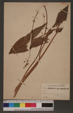 Sagittaria sagittifolia L. 野慈姑