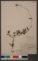 Polygonum pedunciilar