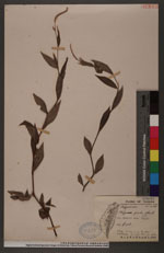 Polygonum posumbu Buch.-Ham. ex Don 花蓼