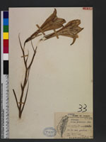 Lilium formosanum Wallace 臺灣百合