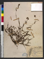 Aneilema sinicum Lind