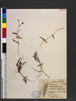 Aneilema sinicum Lindl