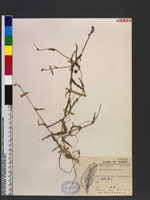 Aneilema sinicum Lind