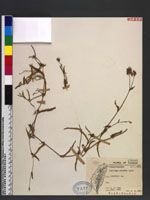 Aneilema sinicum Lind