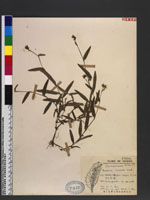 Aneilema sinicum Lind