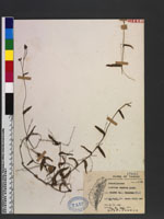 Aneilema sinicum Lindl