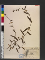 Aneilema sinicum Lind