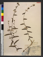 Aneilema sinicum Lind