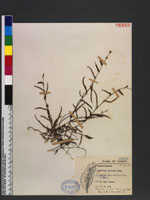 Aneilema sinicum Lind