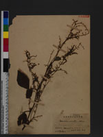 Desmodium sinuatum Blume
