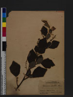 Desmodium sinuatum Blume
