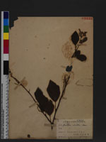 Desmodium sinuatum Blume