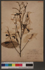 Lithocarpus junghuhnii, (mia.)