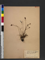Luzula spicata DC.