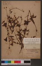 Polygonum senticosum (Meisn.) Franch. & Sav. 刺蓼