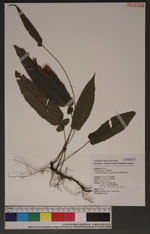Pronephrium simplex (Hook.) Holtt. 單葉新月蕨