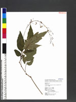 Desmodium podocarpum DC. subsp. oxyphyllum (DC.) H. Ohashi 小山螞蝗