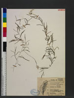 Potamogeton pusillus L. 柳絲藻