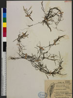 Potamogeton pusillus L. 柳絲藻