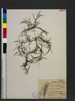 Potamogeton pusillus L. 柳絲藻