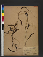 Potamogeton gaudichaudi, Cham et sche