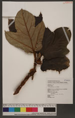 Ficus fulva Reinw. ex Blume 黃毛榕