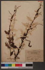 Polygonum flaccida (Roxb.) sakai