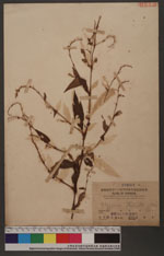 Polygonum flaccida (Roxb.) sakai