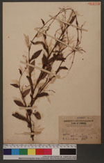Polygonum flaccida (Roxb.) sakai