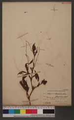 Persicaia flaccida, (Roxb.) Nakai