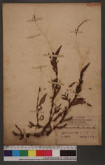 Persicaia flaccida, (Roxb.) Nakai
