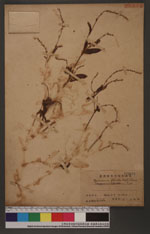 Persicaria flaccida, (Ronb.) Nakai
