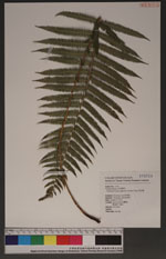 Pseudocyclosorus esquirolii (H. Christ) Ching 假毛蕨