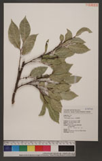 Ficus ampelas Burm. f. 菲律賓榕